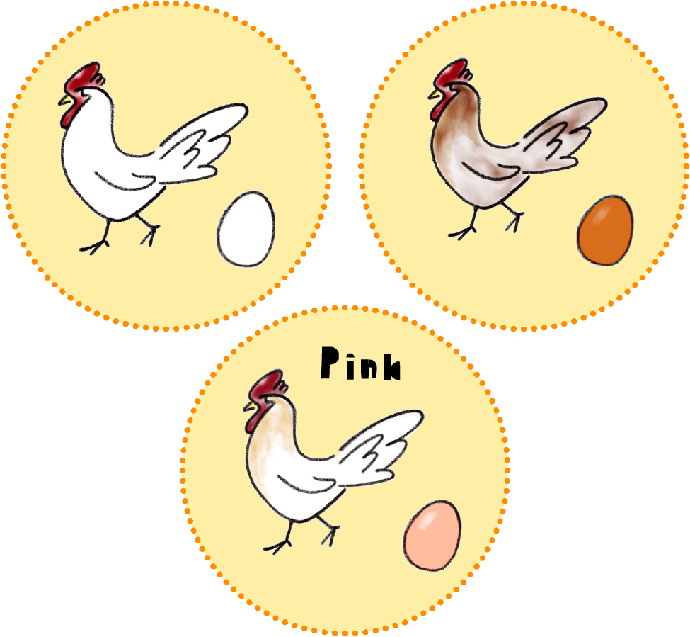 鶏の種類イメージ画像